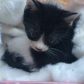 vol.1232 ☆ニャー☆の画像