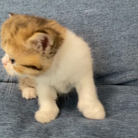 可愛い〜動画❤(エキゾ)の画像