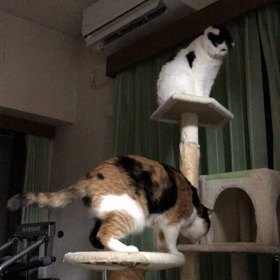 2/4 2020 真夜中の攻防の画像