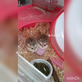 雪に弱い雪国。の画像