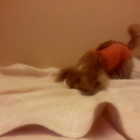 飛び跳ねるシャナの画像