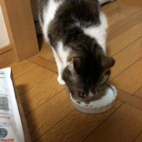 今日のジム活とデールの療法食。の画像