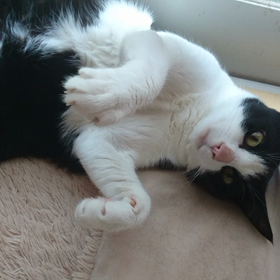 うーちゃんの ふみふみ(*^^*)の画像