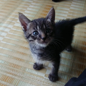 ネコちゃんの画像