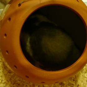 砂浴びよりも…の画像