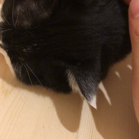 こんな日は来ないと思っていました。猫へのお触りが許された日の画像