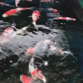 うれしい♪の画像