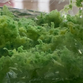 チビちゃんの画像