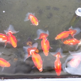 土佐錦当歳の画像