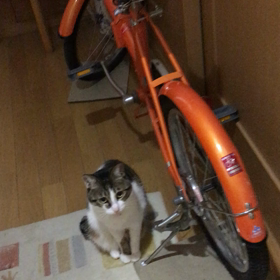 朝寝坊。チップとデール。の画像