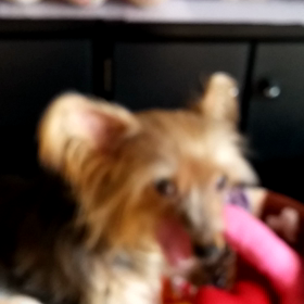 頑張りましたの画像