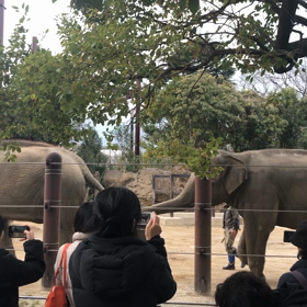 今日は象の日の画像