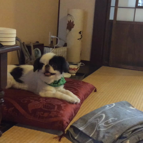 やんち ゃ度数上がってきましたの画像