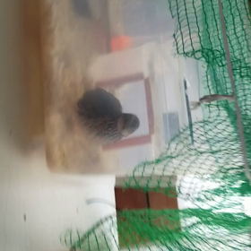 朝の皆❗の画像