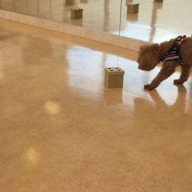 ノーズワークレッスンの画像