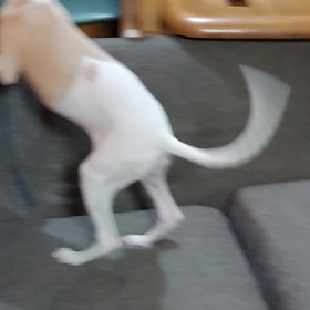 ウィペット仔犬の運動会の画像