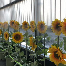 おもてなしっていろいろあるのねの画像