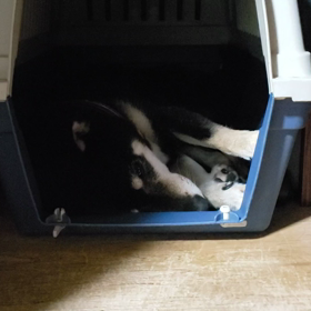 おやすみ(-.-)Zzz・・・・の画像