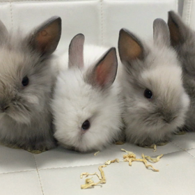 ライオンヘッドの赤ちゃん情報 37日目の画像