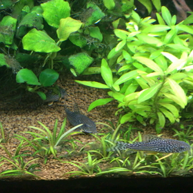 八王子の親子の画像