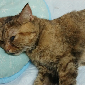 リンパ腫のあくびさんの画像