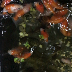 金魚近況の画像