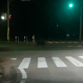 まぼろしーの画像