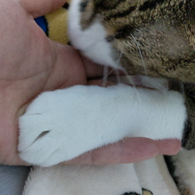 世界平和のべろべろの画像