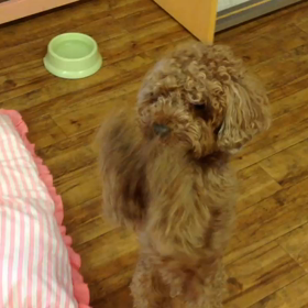 ダッフィくんの画像