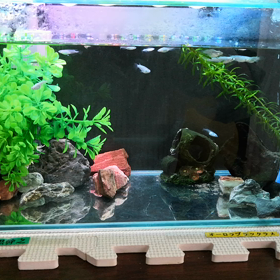 メダカの冬の画像