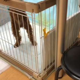 いづれは囲いなしでね。の画像