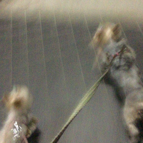 愛犬と夜散歩の画像