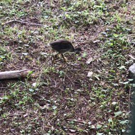 鳥の赤ちゃんの画像