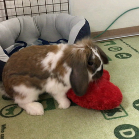 その元気をわけてくれ…の画像