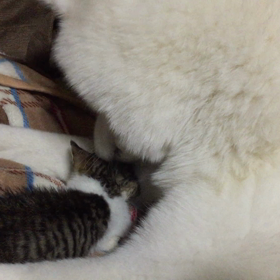 題名…『母性』の画像