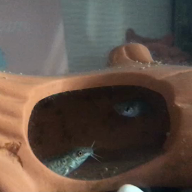 ドジョウ丸のマネをするメダカの画像