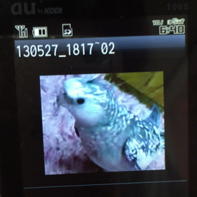 森のクマさんの画像