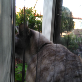 窓を開ければ*の画像