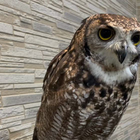 動物プロダクションの日常。の画像