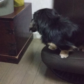 今日のはなちゃん258、モモちゃん214の画像