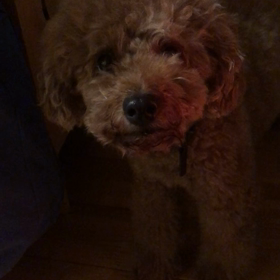 りんごりんごりんごの画像