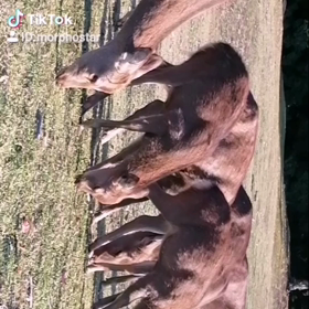 #奈良#narapark#nara#narajapan#奈良公園 #奈良観光 #鹿 #n...の画像