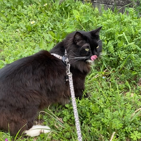 散歩(ง ˙˘˙ )วの画像