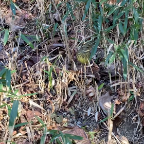 ハナコwithとりの画像