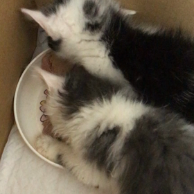 兄妹のバトルの画像