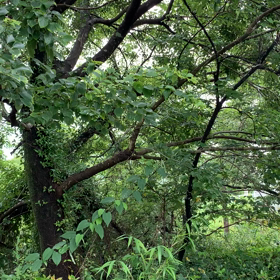 アブラゼミ初鳴きの画像