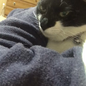 里親様募集中の姫ちゃんの画像