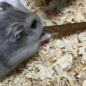 ☆癒しの小梅 〜動画編〜の画像