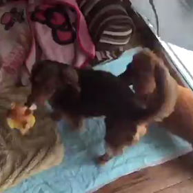 アルトくんとサクラちゃん第2弾！の画像