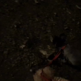 ♪お散歩動画♪代々木公園♪の画像